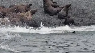 Stellar Sea Lion antics
