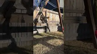 Hazie the Bordoodle playing on a swing set