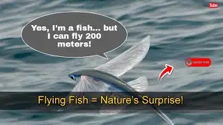 Flying Fish &ndash; This Fish Can Actually Fly Over 200 Meters! 😱