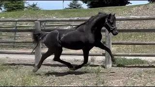 Evans Black Gruffydd, Section B Stallion