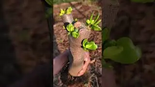 How to Prune and Shape Jade Plant Bonsai | Step-by-Step