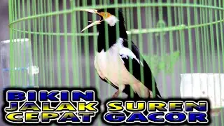 JALAK SUREN BIaR MAKIN GACOR DAN BONGKAR ISIAN PUTARKAN INI #jalaksuren