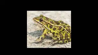 2022 frog vs 6000 bc frog (history king hk) #short #shortvideo #animal #history