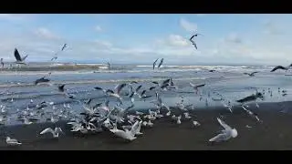 Seagull #seabirds #seaside #fly