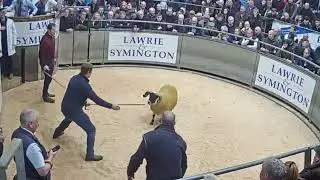 Blackface Ram Lamb Sells For £40,000.00