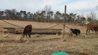 Bulls Eating Hay | Peaceful Farm Life