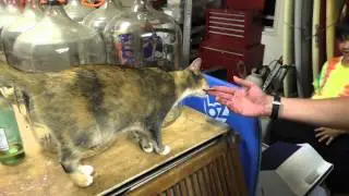 Magic for Cat @ AirBnB's host's garage, North Shore, Oahu, Hawaii