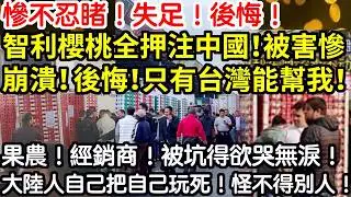 慘不忍睹！失足！後悔！智利櫻桃全押注中國！被害慘！崩潰！後悔！只有台灣能幫我！果農！經銷商！被坑得欲哭無淚！大陸人自己把自己玩死！怪不得別人！