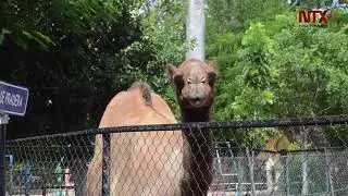 Centenario, principal centro de resguardo y protección de fauna silvestre en Yucatán