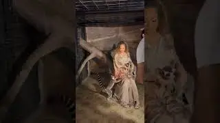 Latto feeding ring-tailed lemurs at a private zoo in Dubai ♡ #shorts