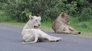 White lioness in Kruger national park