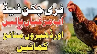 Free Chicken Feed | Tricks Of Profitable Hen Business In Pakistan ❤️