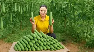 100 Days Harvesting Luffa and Selling at the Market | Sweet Harvest Season | Thu Harvest Daily Life