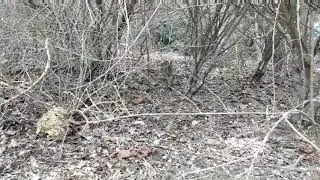 Another video of Cheshire Rabbit