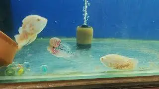 Flowerhorn vs Albino Oscar 😱 Territorial Behavior Caught on Camera #viralfish 