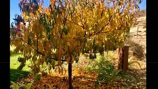 👩&zwj;🌾🌱10 november / december garden tasks here @ #southerncaliforniagardening🏡#wintergarden 🍂
