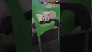My cat is trying to break my charging cable 😭🙀