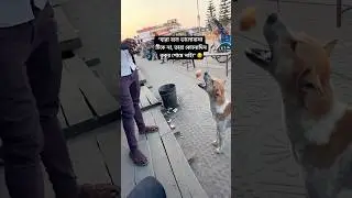 Street dog lover 😇😇| Ariyan Visuals street vlog | #shorts #pets #dog