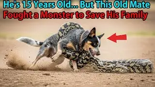 Australia Holds Its Breath:15YearOld Dog's Deadly Battle With Giant Python to Save a 1-Year-Old Girl