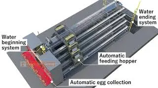 Automatic 4 Tiers A Type Battery Cage System For Layers Structure And Design For Sale For Farm