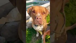 THATS A CUTE DAWGGGG   #dog #garden #nature #doglover #dogs #diy #fish #shortvideo #shorts #short