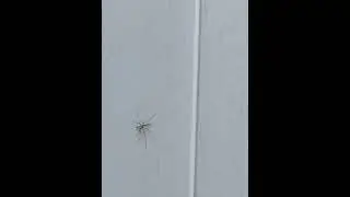 Goofy ahh crane fly dance