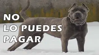 10 RAZAS DE PERROS PODEROSOS , Precios