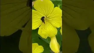 Pollinating our Primrose