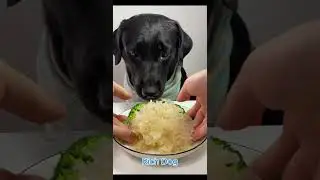 RICH DOG #ep08