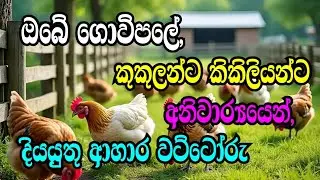Recommend food recipes for chickens | කුකුලන්ට අනිවාර්යයෙන් දියයුතු ආහාර වට්ටොරු | kukulanta ahara