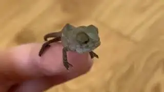 Chameleon wrapping fingers around persons hand.