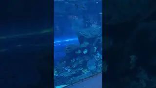Inside the Dubai mall.aquarium #dubai #minivlog #dubailife  #dubaiaquarium #dubaitouristplaces
