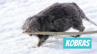 Kobras, Castor fiber, European beaver - Eesti n&auml;rilised