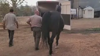 Yolo County Animal Shelter offers advice to protect animals in California wildfires | Pawsitivity