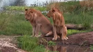 Lions at Tembe Live, Part 1 - South Africa - africam