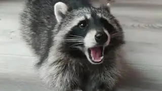 Pet raccoon eats cookies