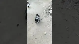 Aggressive duck mating