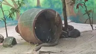 Nehru zoo 