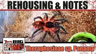 Theraphosinae sp Panama (Lava Spider) Переселение и заметки