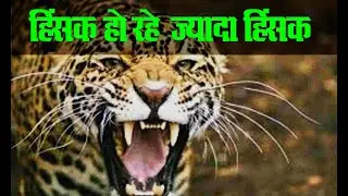 ​Human-​​Leopard ​C​inflict: Who are Trespassers ​|​Leopards ​Are Losing ​B​attle for ​S​urvivals​