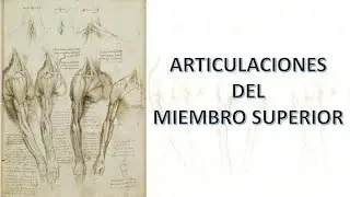 Articulaciones del miembro superior