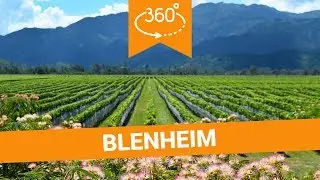 🥽 Things to Do in Blenheim in 360 - New Zealand VR