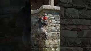 Child Dangling Off Wall! Hero Gorilla Makes Last-Second Save! 壁際に落ちかけた子供、ヒーローゴリラが間一髪で抱き上げ救出！
