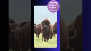 #55 Relaxing music with beautiful animals - New Series #wildlife #animals #meditation #mindfulness