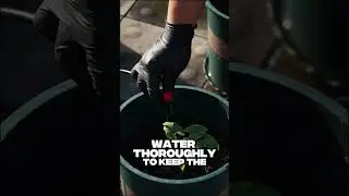 Watering Zucchini Wrong? No Wonder the Harvest Is Small