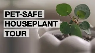 Растения для вашего дома, подходящие для домашних животных