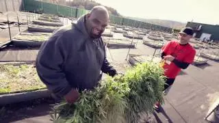 TreeHawk Farms: Our Sungrown Harvest