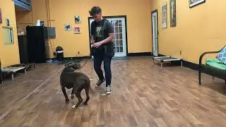 San Antonio Dog Training co. Rusty 1st week