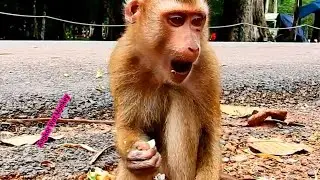 Abandoned monkey Rolex siting eat fruit alone