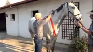 Equine Kinesiology Taping for Shoulder Problems